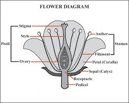 Draw A Labelled Diagram Of Longitudinal Section Of Flower Science How Do Organisms Reproduce 13388333 Meritnation Com