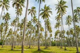 Image result for Cocos nucifera