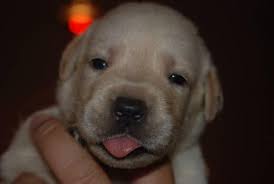 Adachar labs have beautiful puppies available 2 chocolate males 1 black male beautiful natured, affectionate and loving, very smart and trainable, puppies are wormed, microchipped, vet checked beautiful litter of pedigree labrador puppies. Akc Yellow Lab Puppies For Sale In Chambersburg Pennsylvania Classified Americanlisted Com