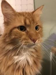 Orange tabby cat enjoying the warmth of a wood fire in front of a wood stove. Long Hair Orange Tabby Cat