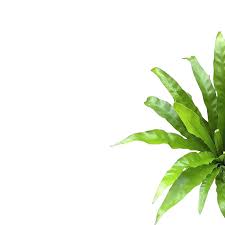 Image result for Asplenium variabile
