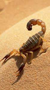 Black And Yellow Centipede Philippines Scorpion Scorpion Animals Beautiful Bugs