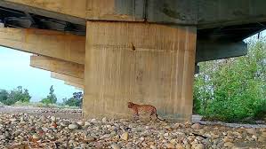 A highway to wildlife protection