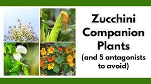 Maybe you would like to learn more about one of these? Must Know Zucchini Companion Plants And 5 Plants To Avoid Together Time Family