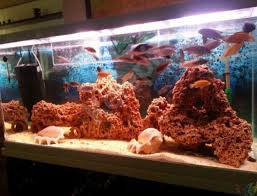 Akvaryum Aquarium K Akvaryumbaliklari Guppy Frontoza Istanbul Frontozabr 1 Tl Satilik Sifir Renk Kelepirci Com