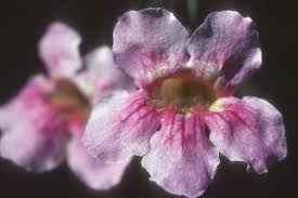 Image result for Bignoniaceae