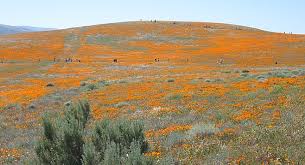 Orange flowers in the sunset sun, in background green trees. Antelope Valley S Fields Of Orange San Diego Reader