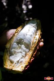 Une Cabosse Ouverte Cette Derniere Contient Des Feves De Cacao An Opened Cocoa Pod That Contains The Cocoabeans Cabosse De Cacao Cocoa Recette Chocolat