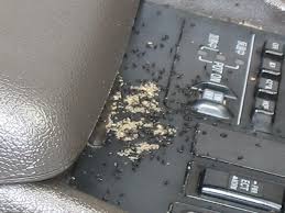 It is tempting to look for a fast solution to get rid of them. Advice How To Get Rid Of Ants In Vehicles