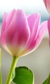 بينك توليب الخلفية تحميل إلى هاتفك النقال من Phoneky