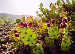 A cactus (plural cacti, cactuses, or less commonly, cactus)3 is a member of cactus spines are produced from specialized structures called areoles, a kind of highly reduced branch. Zone 9 Cactus Info Selecting A Cactus For Zone 9 Regions