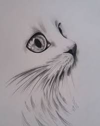 Shaving Celulares Summer Poster Secrets Food Instagram Plants Mood Salmon Styl Frosting Cats Art Drawing Cat Art Illustration Cat Art