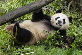 Image result for pandas