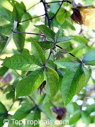 Image result for Gossypium