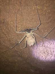 Check spelling or type a new query. A Mother Whip Spider Carrying Her Babies On Her Back Zoom Into Her Back For Full Appreciation Natureismetal