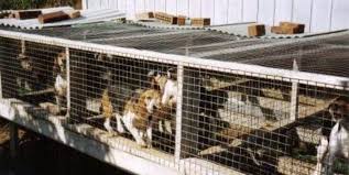 Our adoption centers in detroit, westland and howell are accepting walk ups for pet adoptions with the following restrictions. Petition Urge Michigan State Legislators To Better Regulate Puppy Mills