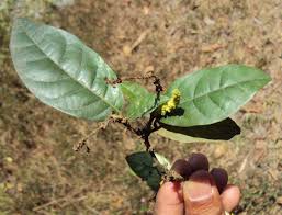 Image result for Cephalocroton