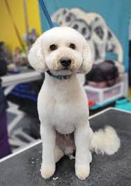 🐾Hey guys We own our own Mobile grooming business in Texas We are looking  to move around June 1st I am super nervous/Scared because I do not like  change lol But we