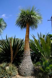 Image result for Beaucarnea