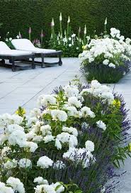 Lavendel Mit Weissen Rosen Und Fingerhute Gegen Eine Immergrune Hecke Atemberaubend In 2020 Garten Lavendel Garten Vorgarten Ideen