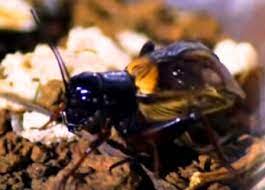 Maybe you would like to learn more about one of these? Sarana Dan Peralatan Budi Daya Satwa Harapan