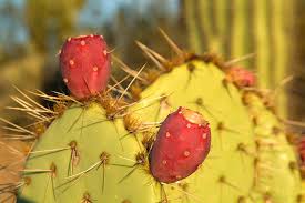 Our gallery wrap canvas prints are proudly assembled with high quality materials in california, usa. Arizona Phoenix Desert Cactus Digital Art By J B Grant