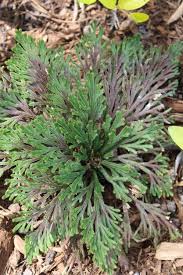 Image result for Selaginella soyauxii