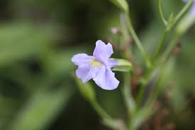 Image result for Mimulus