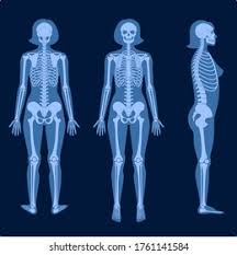 The skull of a female is rounded and less protruded mandible. Human Woman Skeleton Anatomy Front Profile Stock Vector Royalty Free 1761141584