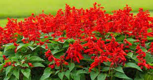 Meadow Sage Care How To Grow The Perennial Salvia Plant Updated