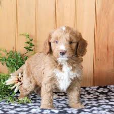 Bow creek kennels specializing in brittany spoodles and bernedoodle puppies is located the heartland of north central kansas. Mini Golden Mountain Doodle Puppies For Sale Greenfield Puppies