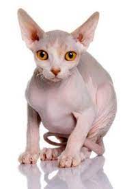 Fortunately, these disorders are relatively easy to diagnose via simple blood and urine tests. Home Remedies For Cats With Hair Loss Howstuffworks