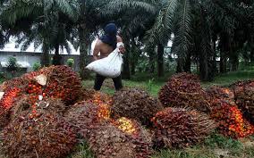 Harga sawit riau naik lagi, pekan ini dijual rp2.426,19 per kg. Harga Sawit Riau Naik Lagi Pekan Ini Dijual Rp2 426 19 Per Kg