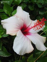 Image result for Hibiscus pusillus