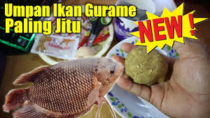 Cara Membuat Umpan Ikan Gurame Yang Susah Makan Di Kolam Paling Ampuh Youtube