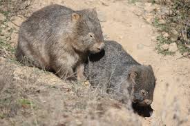 Image result for Common wombat