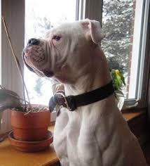 As compared to the johnson bulldog, its smaller frame and lighter weight. American Bulldog Breed Information History Health Pictures And More