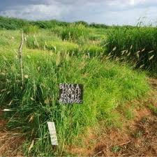 Image result for Enteropogon macrostachyus