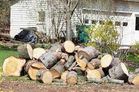 Bienen im ausgehöhlten baumstamm, eine selbst gebaute klotzbeute in einem lebenden baum. Garderobe Aus Holzstamm So Bauen Sie Sie Selbst