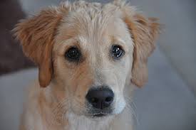 Bei mädchen fängt die pubertät meist mit zehn jahren an, bei jungen mit zwölf. Adoleszenz Der Faszinierende Weg Der Jugendentwicklung Und Pubertat Des Hundes Easy Dogs