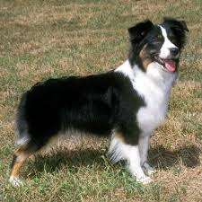 miniature australian shepherd shepherd dog breeds miniature american shepherd