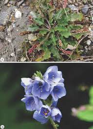 Image result for Aneilema dispermum