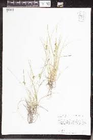 Image result for Carex runssoroensis