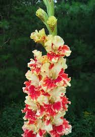 Fiesta Frenzy Gladiolus Flower Beautiful Flowers Anthurium Flower