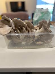 Fruits of my labor chords by lucinda williams. Grew Some Blue Oyster Mushrooms In My Laundry And Finally Harvested The Fruits Of My Labour Mildlyinteresting