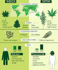 The end result is a feeling of happiness and contentment, alongside physical comfort, without couch lock. What Is Indica And What Is Sativa Spliffseeds