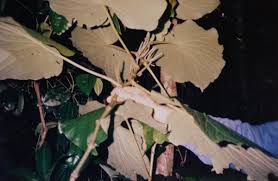 Image result for Piper umbellatum