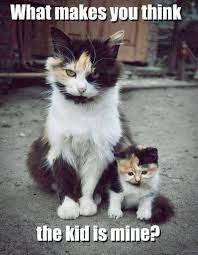 20 Amazing Photos You Don T Want To Miss Crazy Cats Funny Cat Pictures Cute Animals