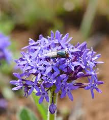 Image result for Pentanisia