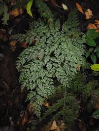 Image result for Vandenboschia